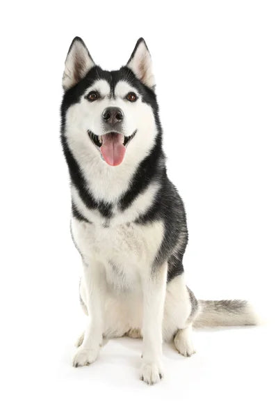 Alaskan Malamute med tät päls och upprätt svans drar släde i snölandskap