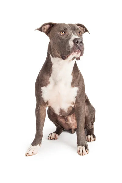 Amerikansk Staffordshireterrier i muskulös pose med fokuserad blick