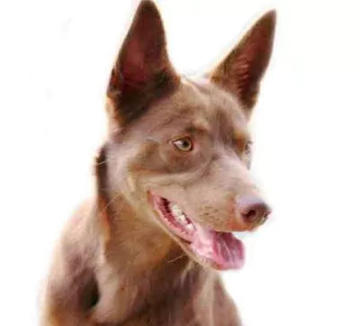 Australian Kelpie i rörelse – brun päls och spetsiga öron