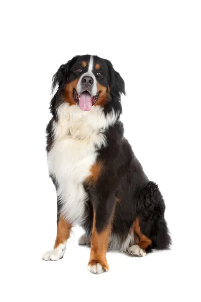 Bernersk Sennenhund