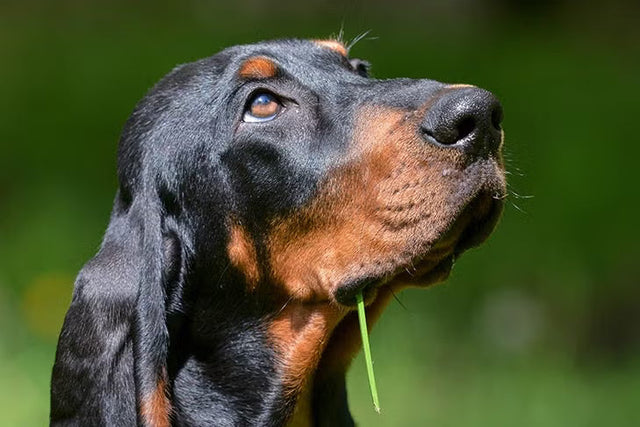 Black and Tan Coonhound