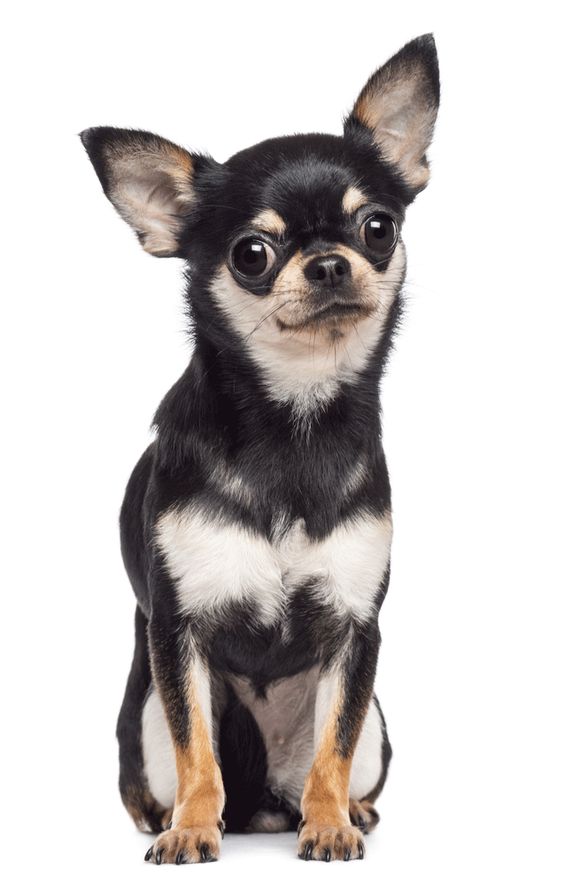 Chihuahua