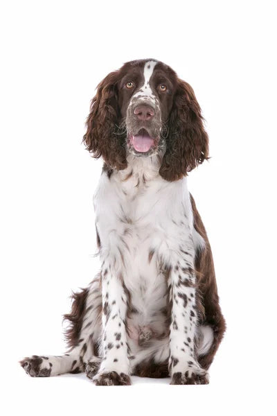 English Springer Spaniel