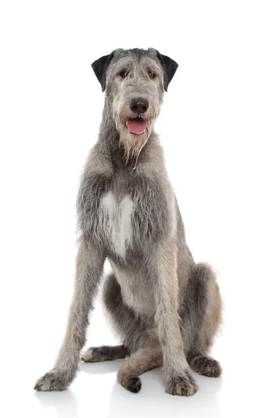 Irish Wolfhound