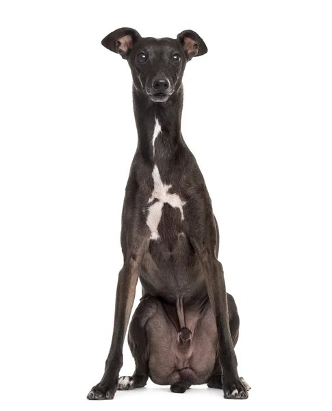 Italian Greyhound
