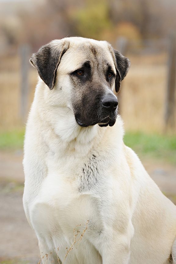 Kangal