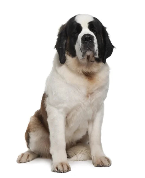 Newfoundlandshunden