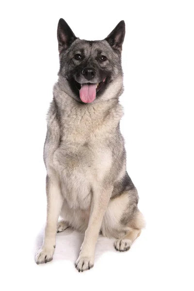 Norwegian Elkhound