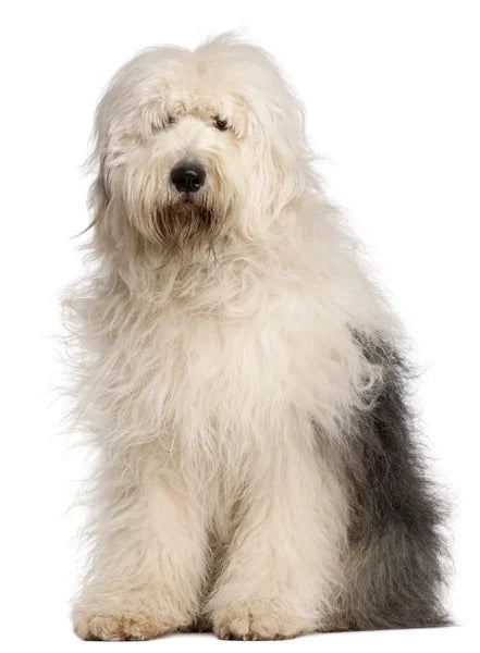 Old English Sheepdog (Bobtail)