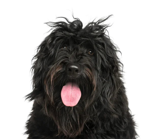 Portuguese Water Dog