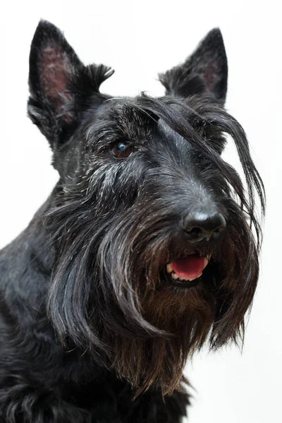 Scottish Terrier