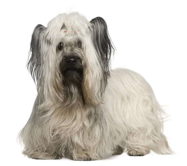 Skye Terrier