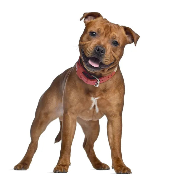 Staffordshire Bullterrier