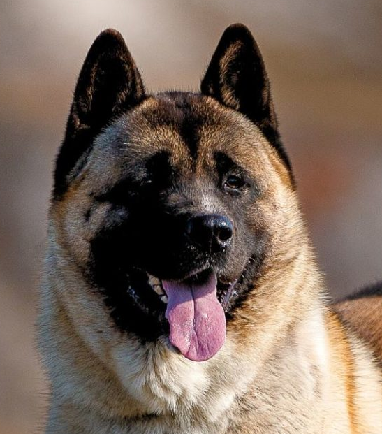Amerikansk Akita – Stor, lojal och kraftfull hund med tät päls och vakande blick