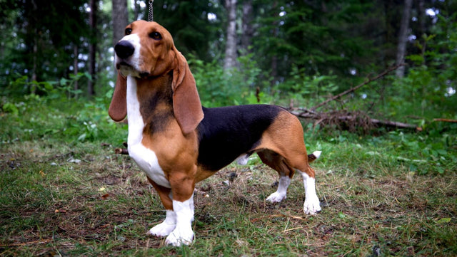 Basset artésien normand