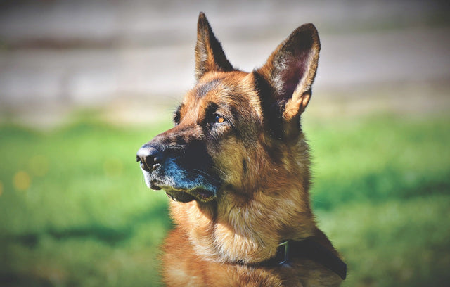 Tysk Schäferhund