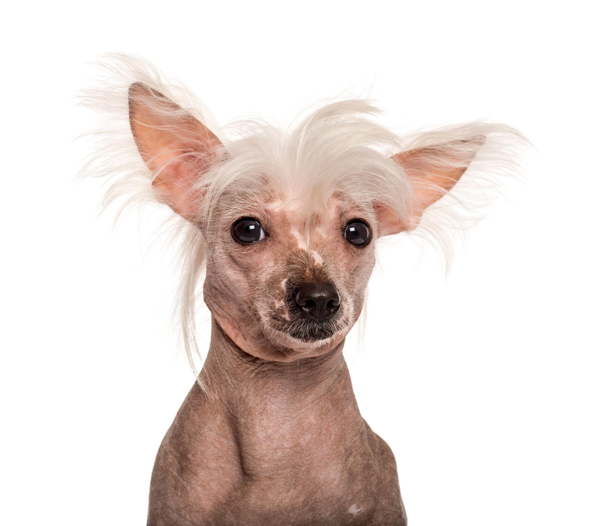 Kinesisk nakenhund: hälsa och foder – hud, tänder och känslig mage