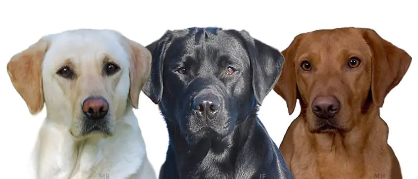 Labrador Retriever: Den ultimata guiden till hälsa, hull och rasanpassat foder
