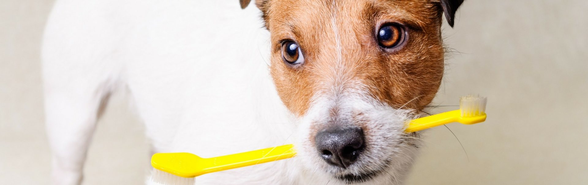 Hundens Munhälsa: Så Tar du Hand om Din Bästa Väns Tänder 🐾