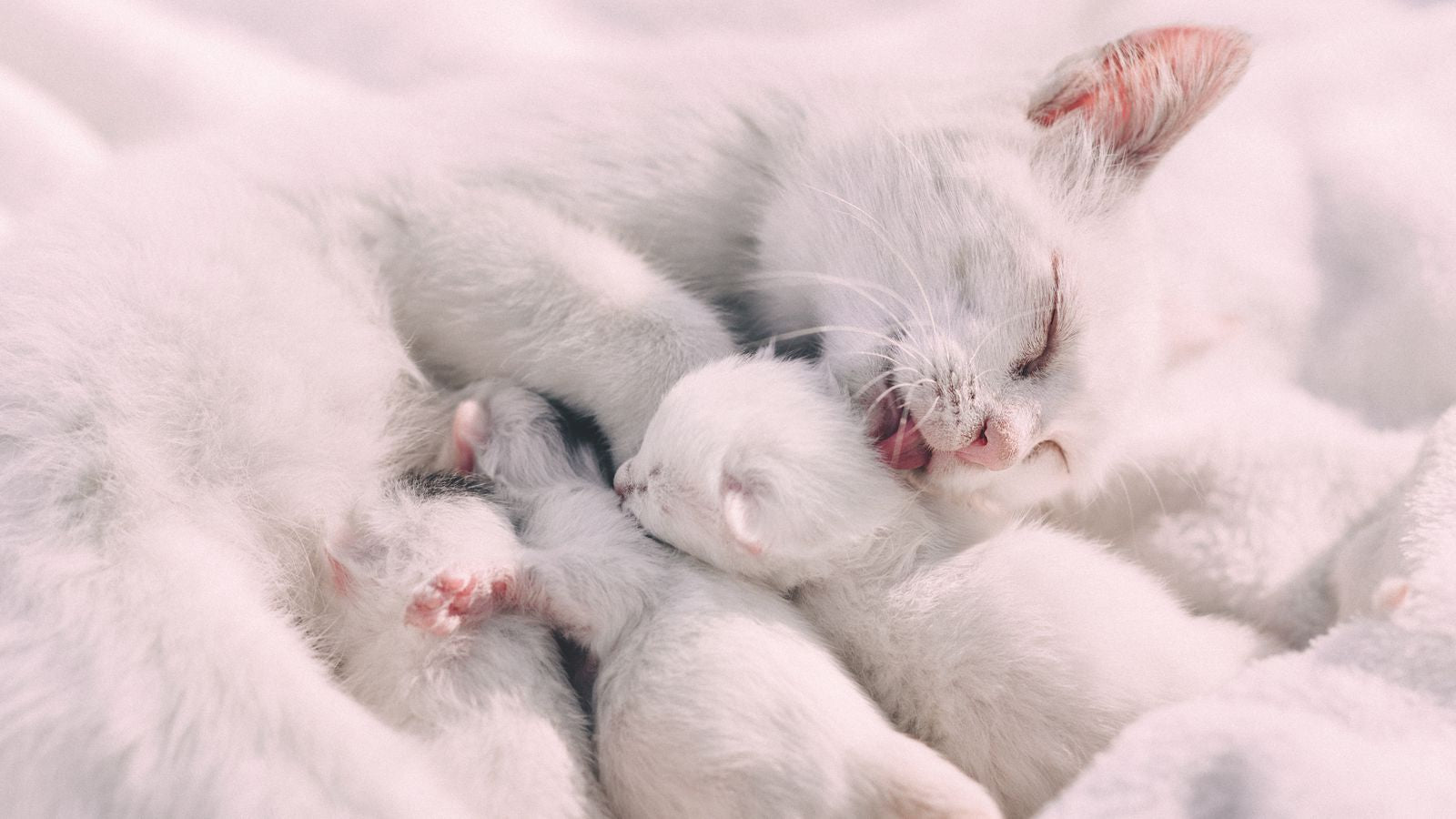 How to Promote Your Pet's Health and Well-being 🐾