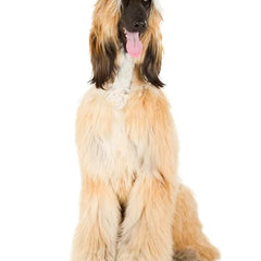 Afghansk Hund med lång, silkeslen päls springer elegant över ett fält