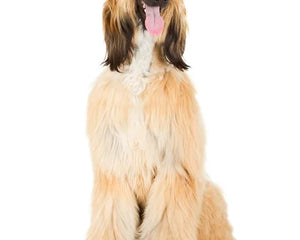 Afghansk Hund med lång, silkeslen päls springer elegant över ett fält