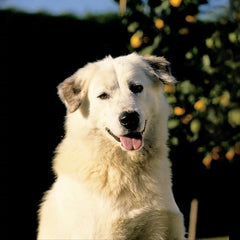 Aidi med tjock, vit päls och mörka ögon ligger vaksamt på gräsmatta