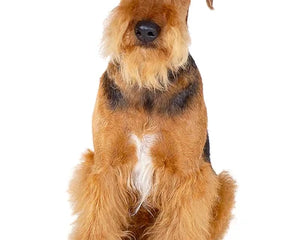 Airedale Terrier med sträv svart och brun päls står alert med högt huvud på gräsmatta