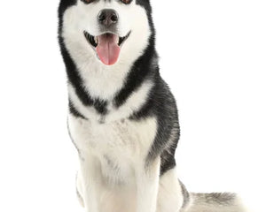 Alaskan Malamute med tät päls och upprätt svans drar släde i snölandskap