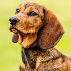 Alpenländsk Dachsbracke med rödbrun päls sitter vaksamt i skogsterräng