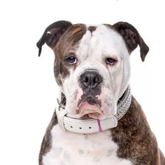 Amerikansk Bulldog – Kraftfull hund med kort päls, bred bröstkorg och vaken blick