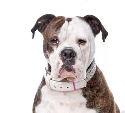 Amerikansk Bulldog – Kraftfull hund med kort päls, bred bröstkorg och vaken blick