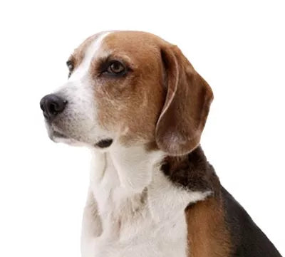 Amerikansk Foxhound i profil med slank kropp och hängöron