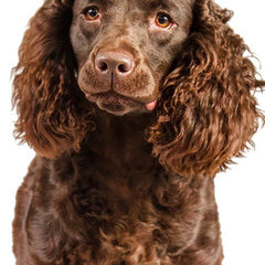 Amerikansk Vattenspaniel med vågig päls och vänlig blick