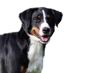 Appenzeller Sennenhund med trefärgad päls i alpmiljö