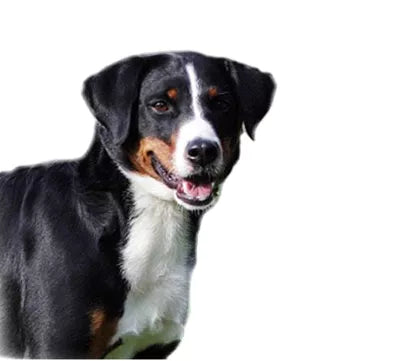 Appenzeller Sennenhund med trefärgad päls i alpmiljö