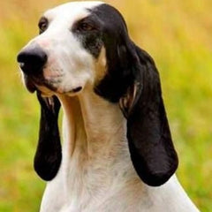 Ariégeois i skogsmiljö – vit päls och svarta fläckar