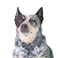 Australian Cattle Dog i arbete – blå päls, vaksam blick