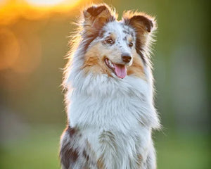 Australian Shepherd i rörelse – merlefärgad päls och fokus