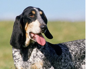 Collection image for: Basset Bleu de Gascogne