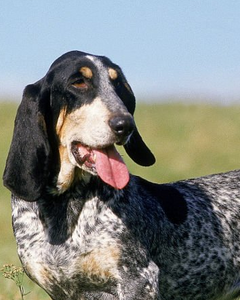Collection image for: Basset Bleu de Gascogne