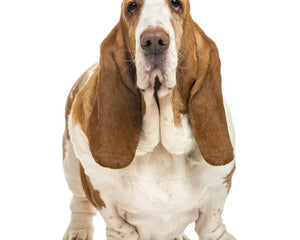 Basset hound