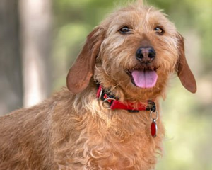 Collection image for: Basset fauve de Bretagne