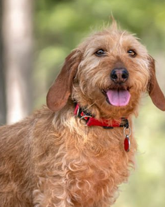 Collection image for: Basset fauve de Bretagne