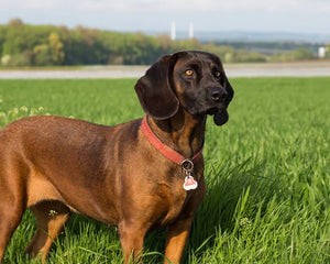 Bayersk Bergshund