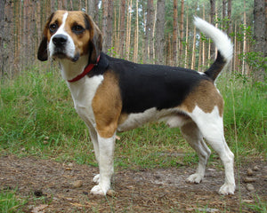 Collection image for: Beagle Harrier