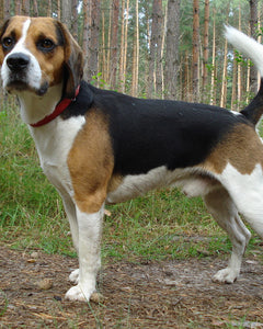Collection image for: Beagle Harrier