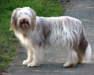 Collection image for: Bearded collie