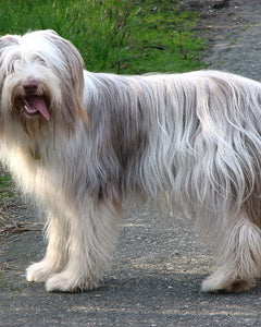 Collection image for: Bearded collie