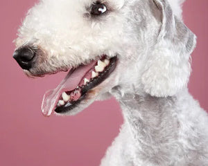 Collection image for: Bedlingtonterrier